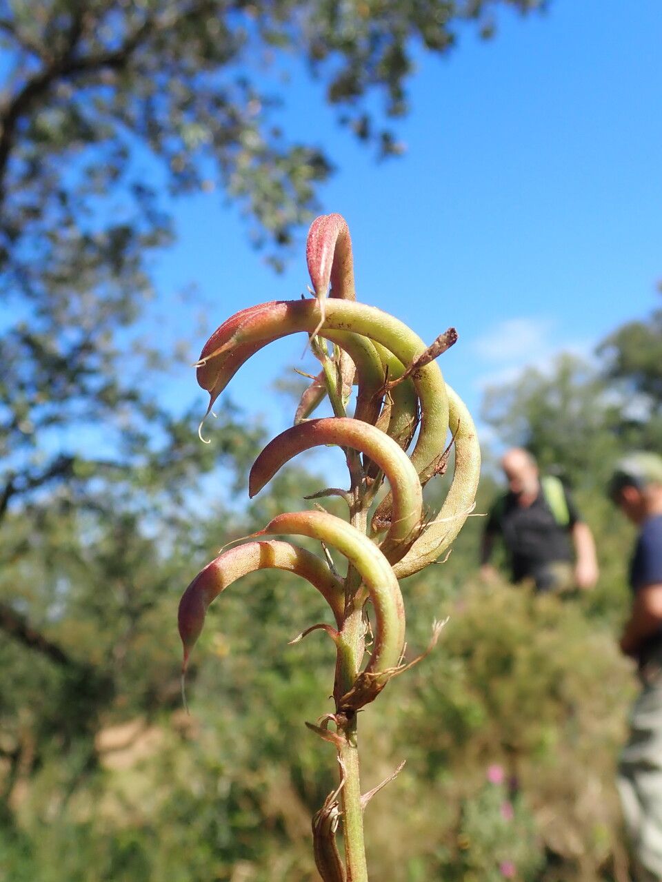 Astragalus monspessulanus fruit