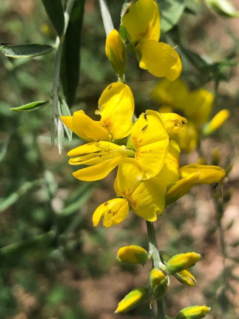 Genista florida flower