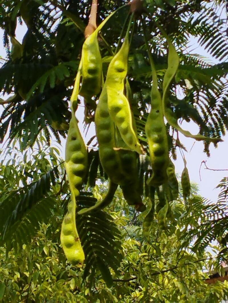 Parkia speciosa fruit