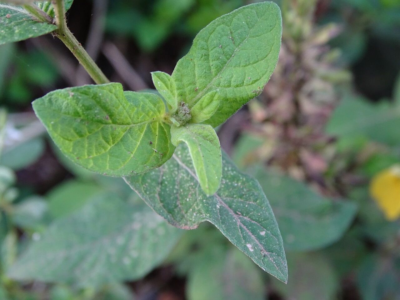 Gutenbergia cordifolia — related species from the same genus