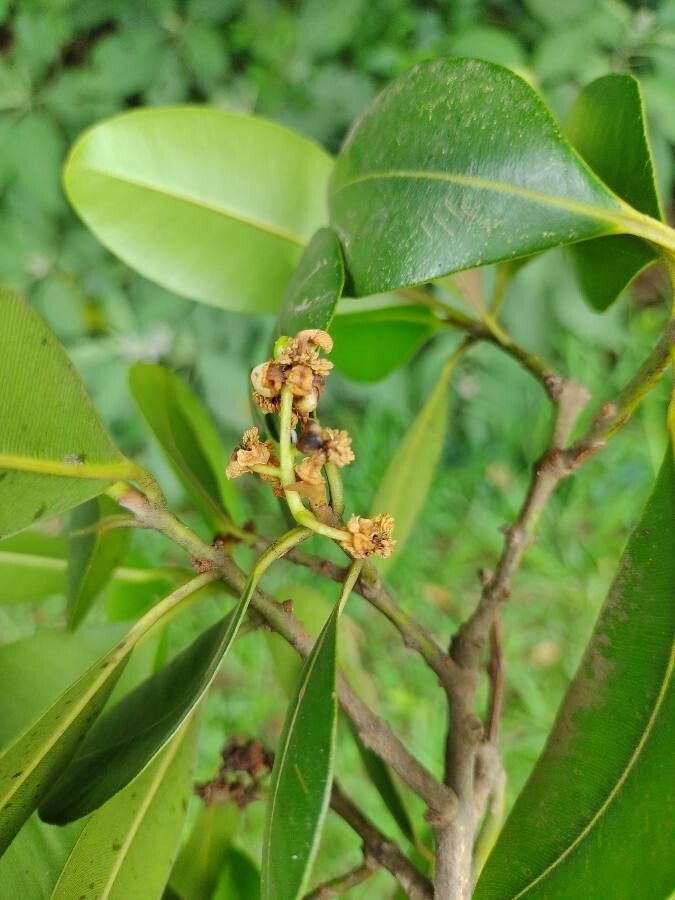 Calophyllum brasiliense flower