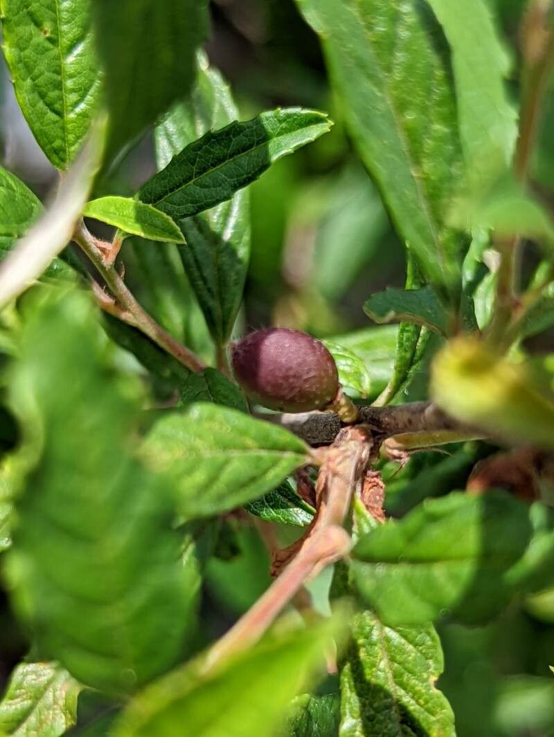 Prunus incana fruit