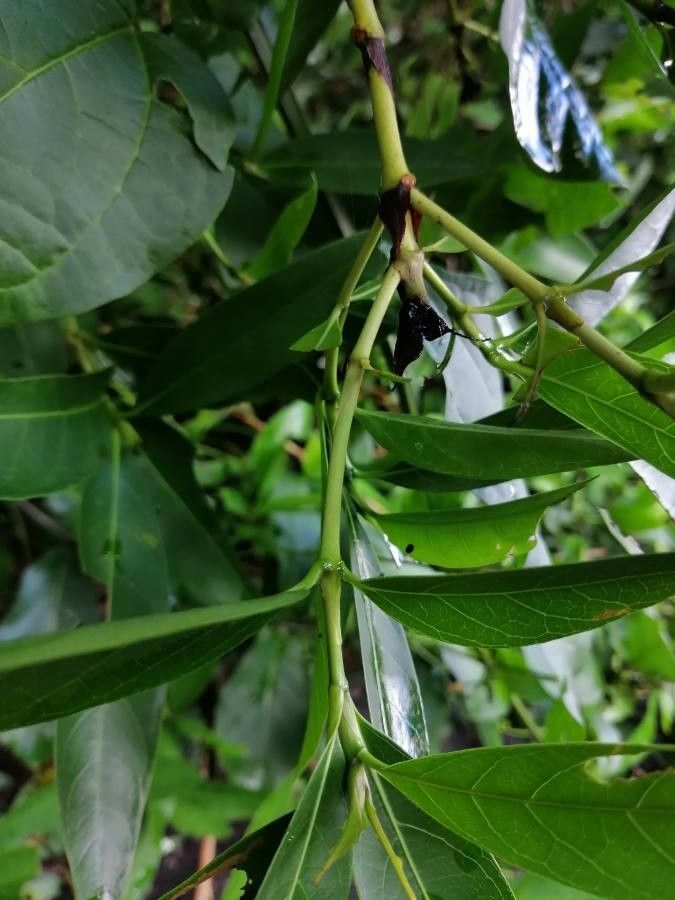 Alibertia edulis — related species from the same genus
