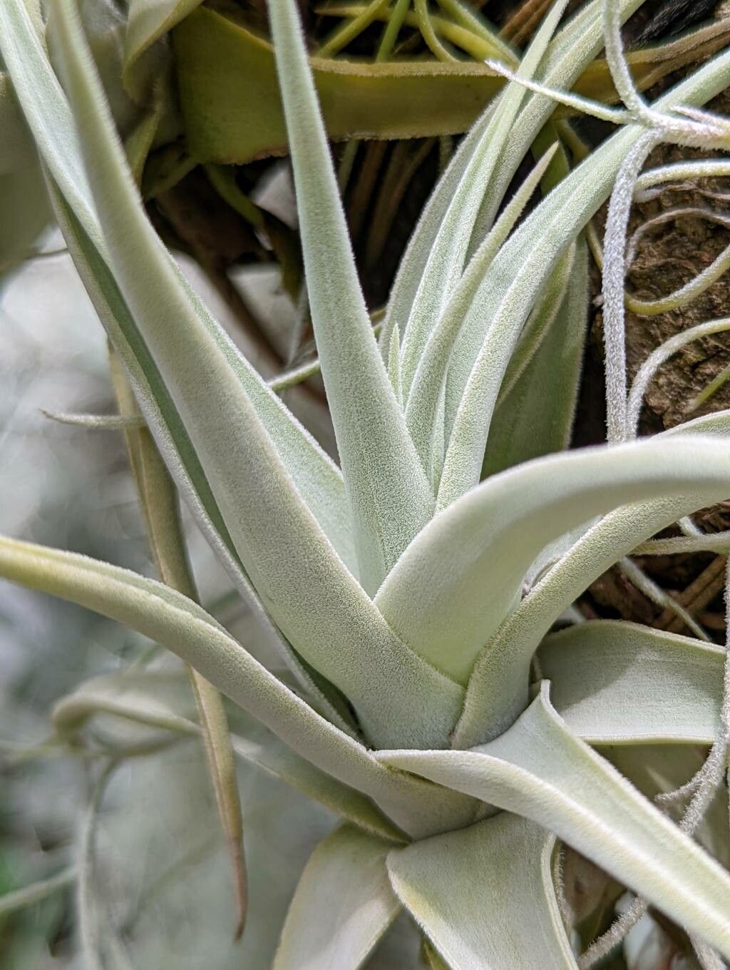 Tillandsia reducta — houseplant care guide
