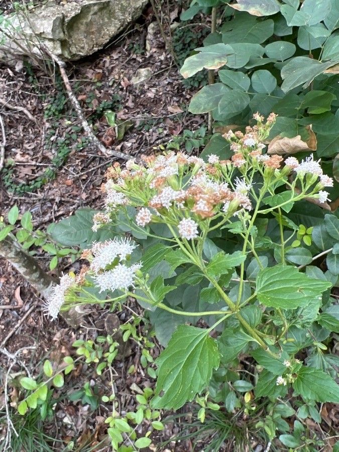 Ageratina herbacea flower
