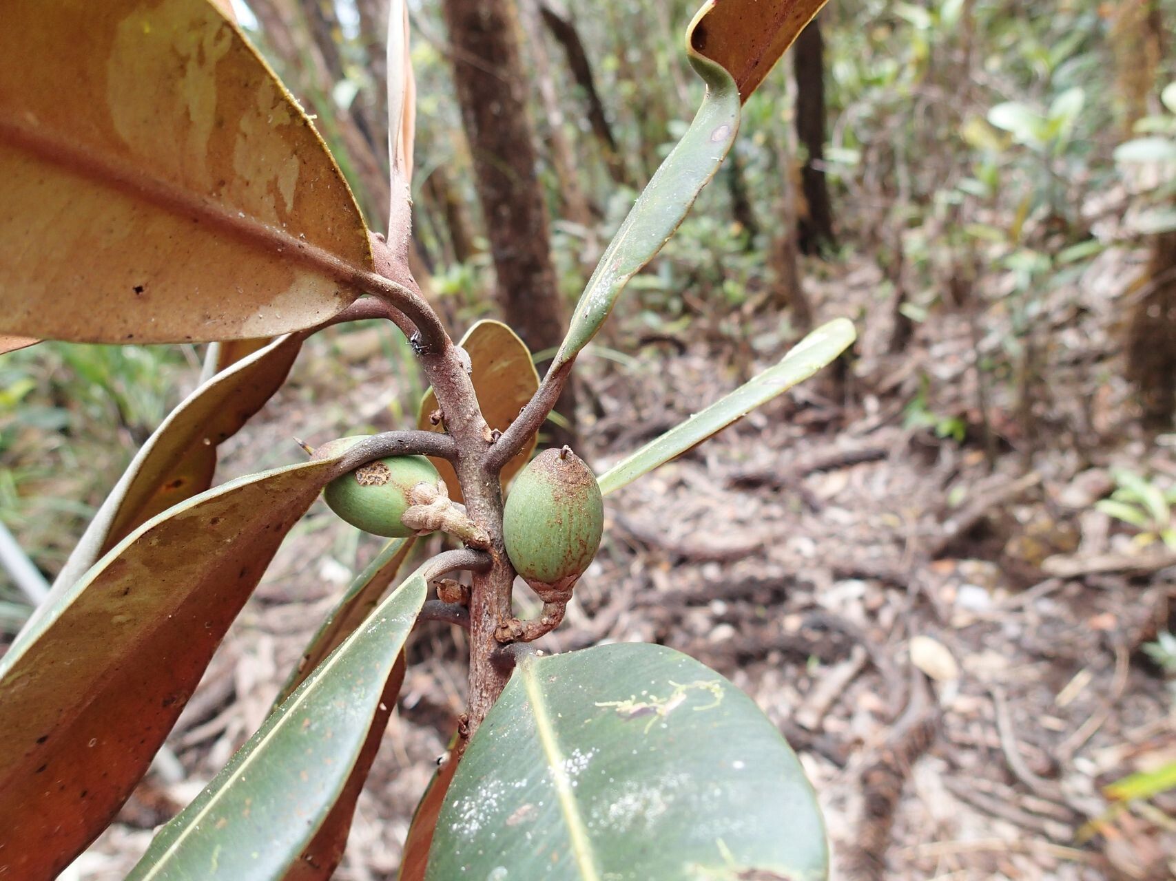 Pycnandra carinocostata fruit