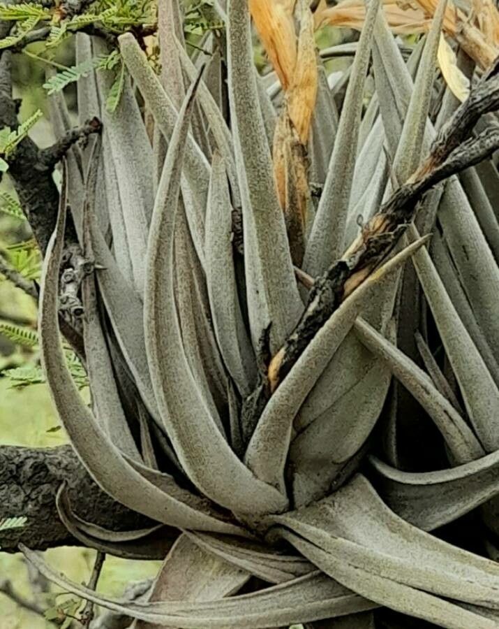 Tillandsia xiphioides — search result for 'Uruguay'