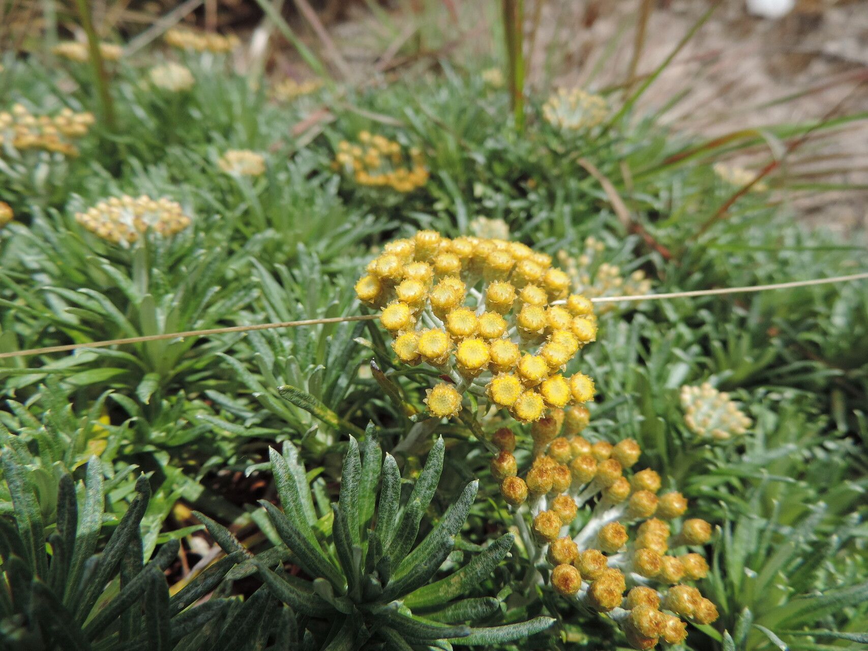 Helichrysum tillandsiifolium — search result for 'Helichrysum'