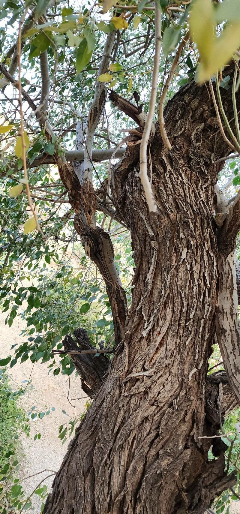 Salix acmophylla bark