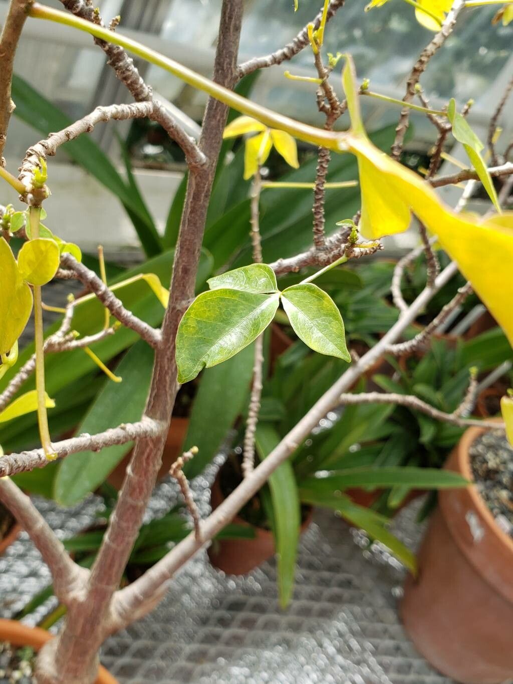 Jacaratia corumbensis — related species from the same genus