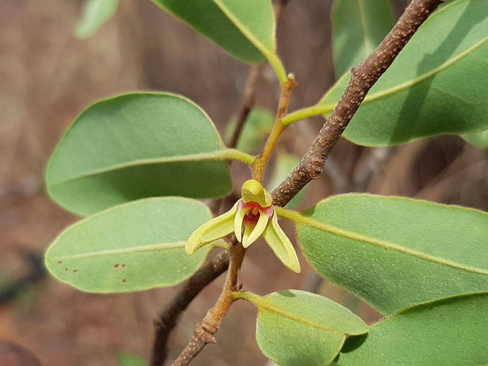 Xylopia bemarivensis flower