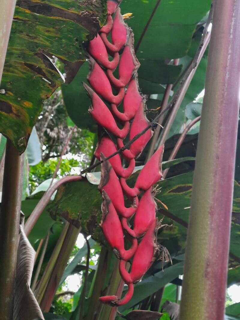 Heliconia stilesii flower