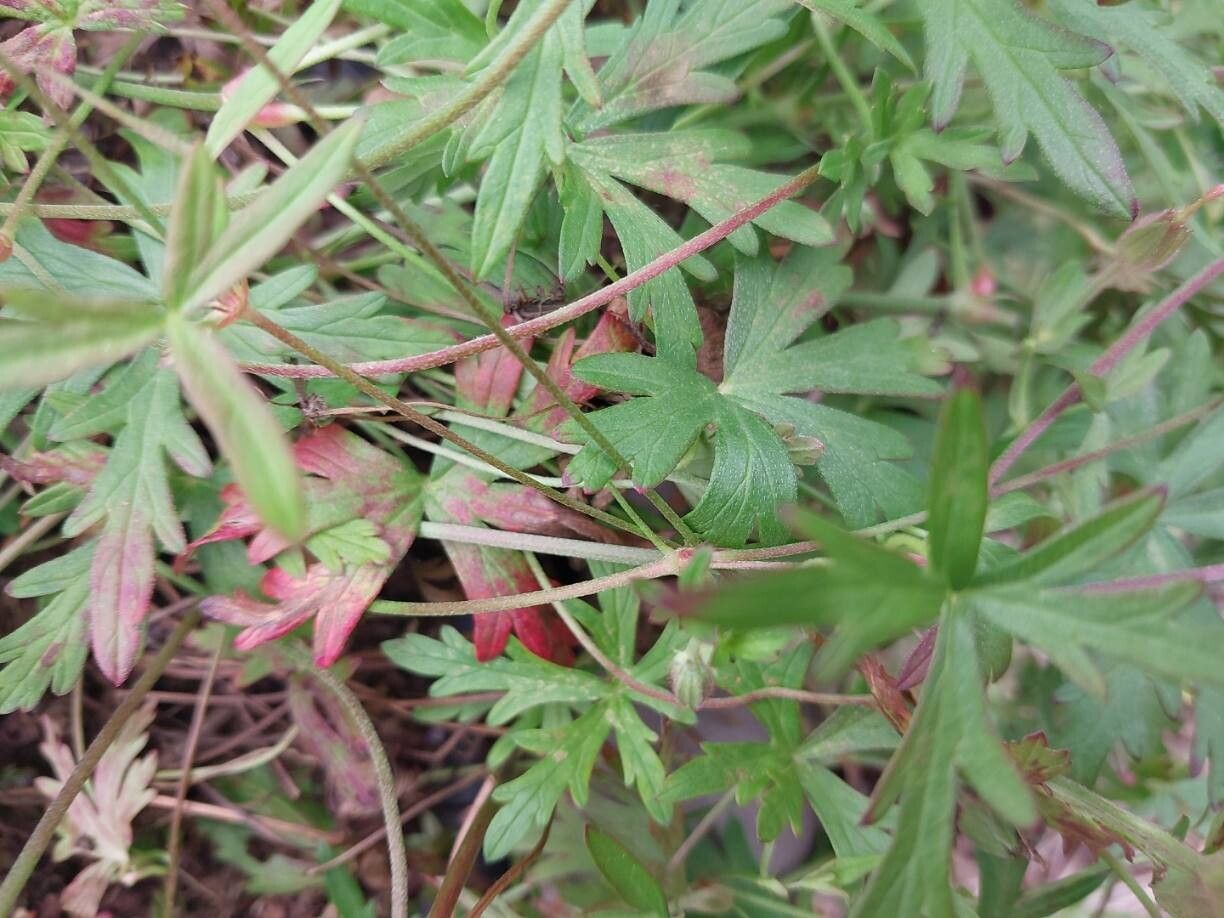 Geranium caffrum other