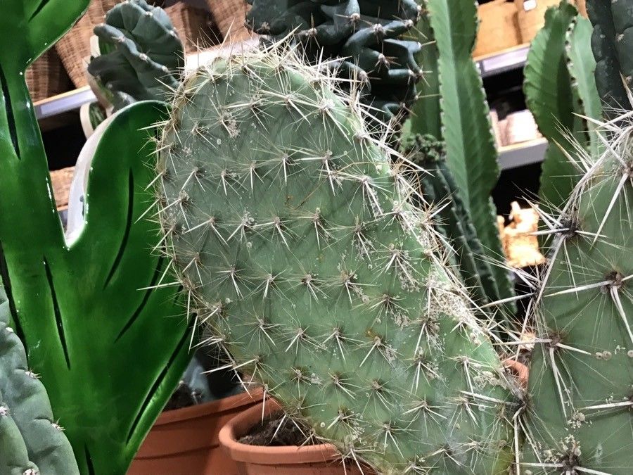 Opuntia pilifera — search result for 'Opuntia'