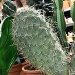 Opuntia pilifera