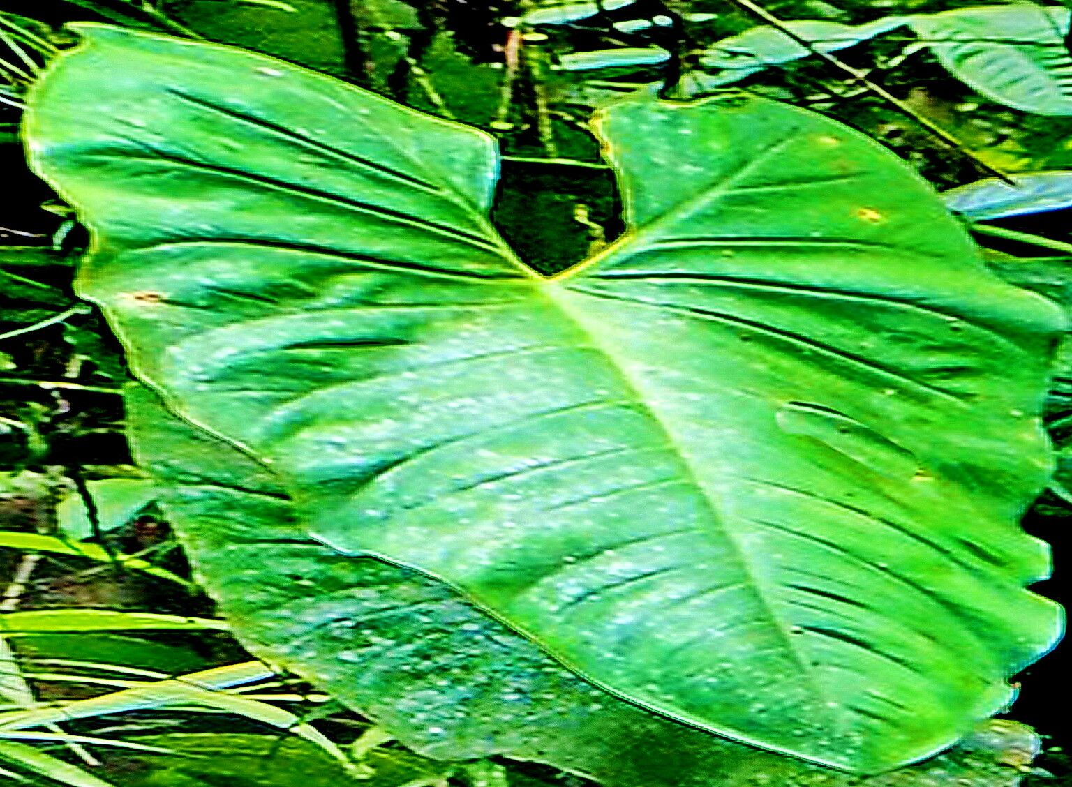 Syngonium schottianum — houseplant care guide