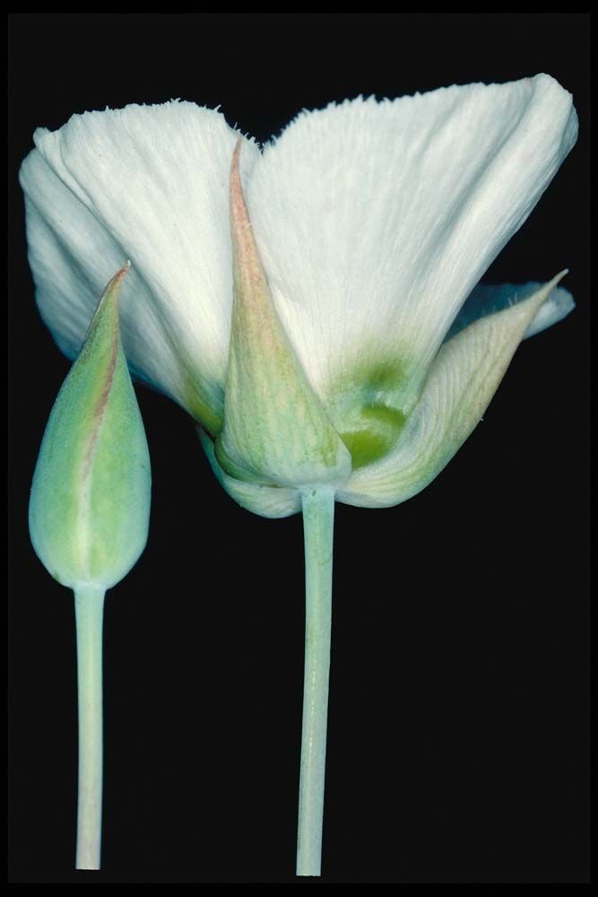 Calochortus howellii — houseplant care guide