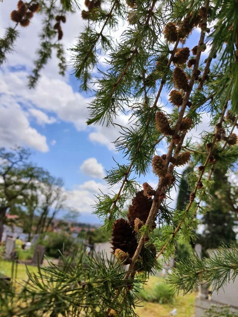 Larix occidentalis flower