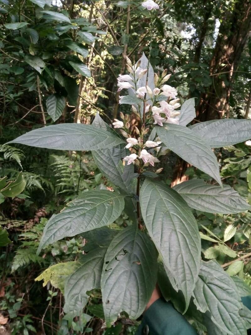 Mackaya indica — related species from the same genus