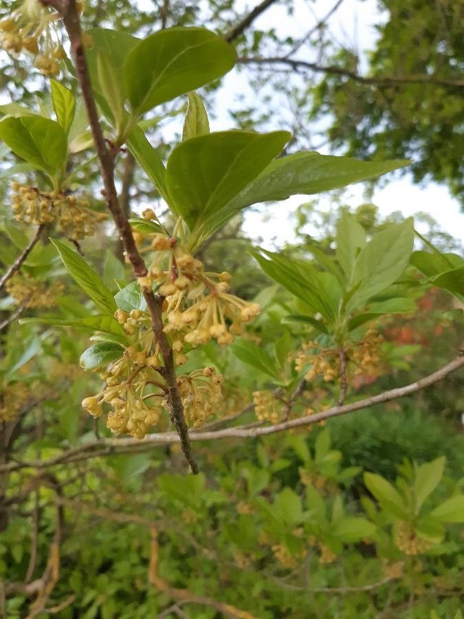 Lindera erythrocarpa flower