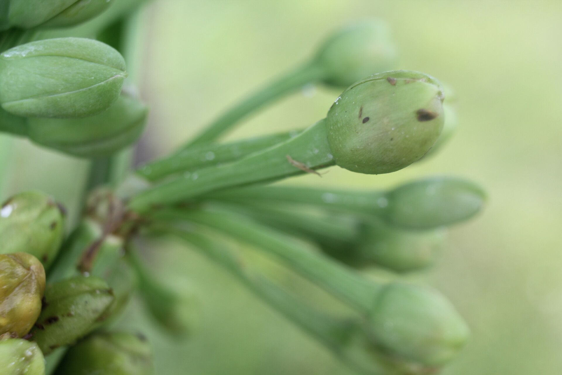 Limnocharis laforestii fruit