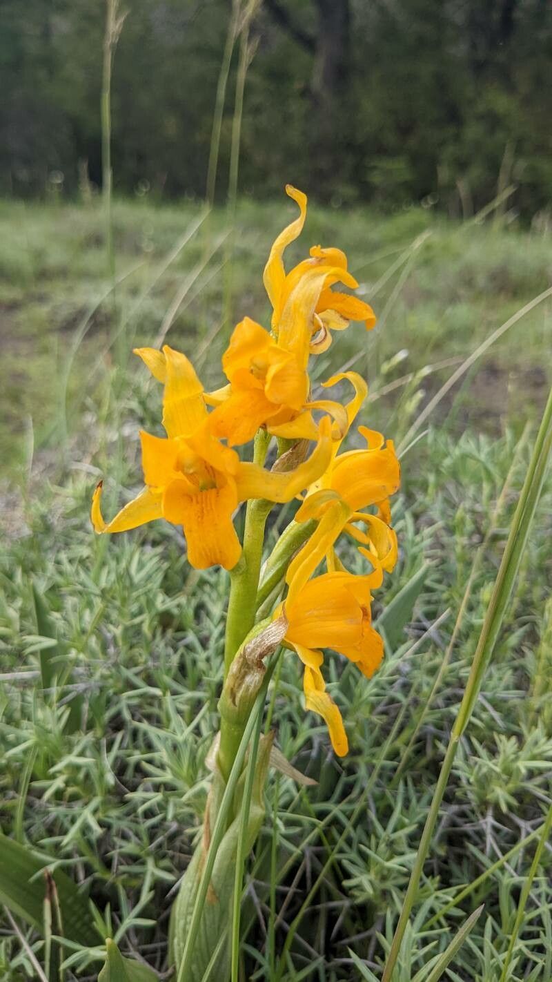 Chloraea alpina — related species from the same genus