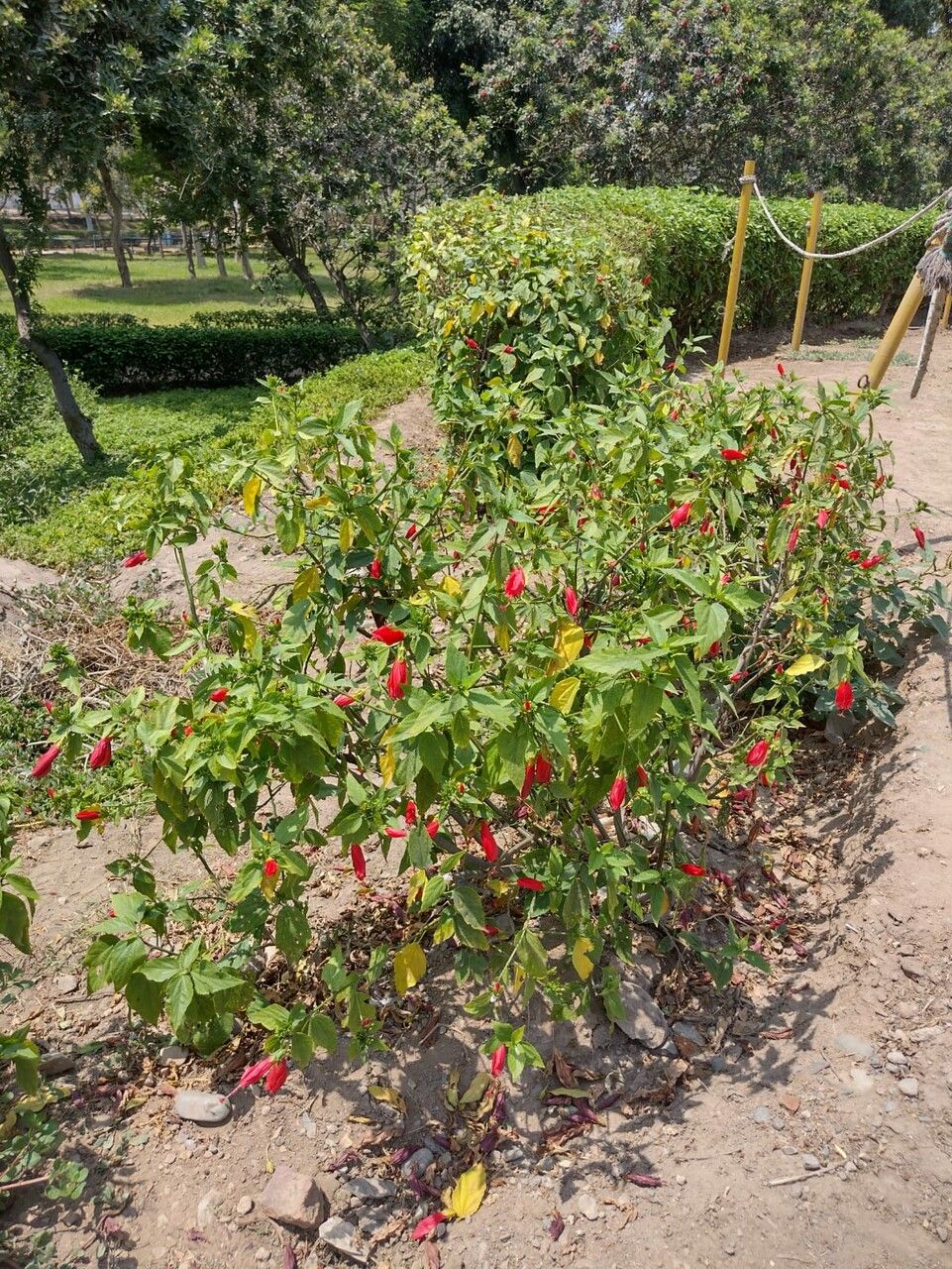 Malvaviscus penduliflorus fruit