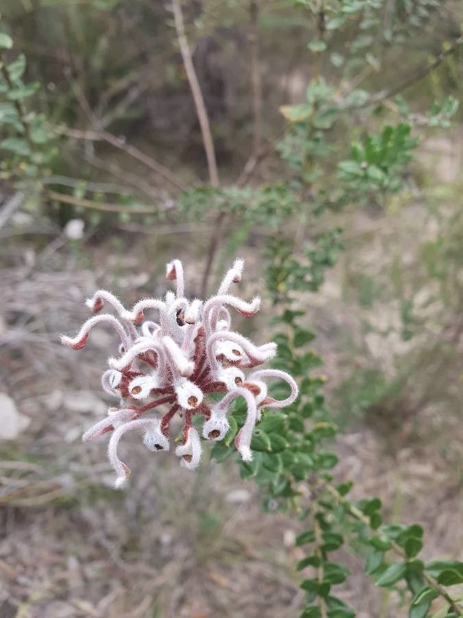 Grevillea buxifolia flower