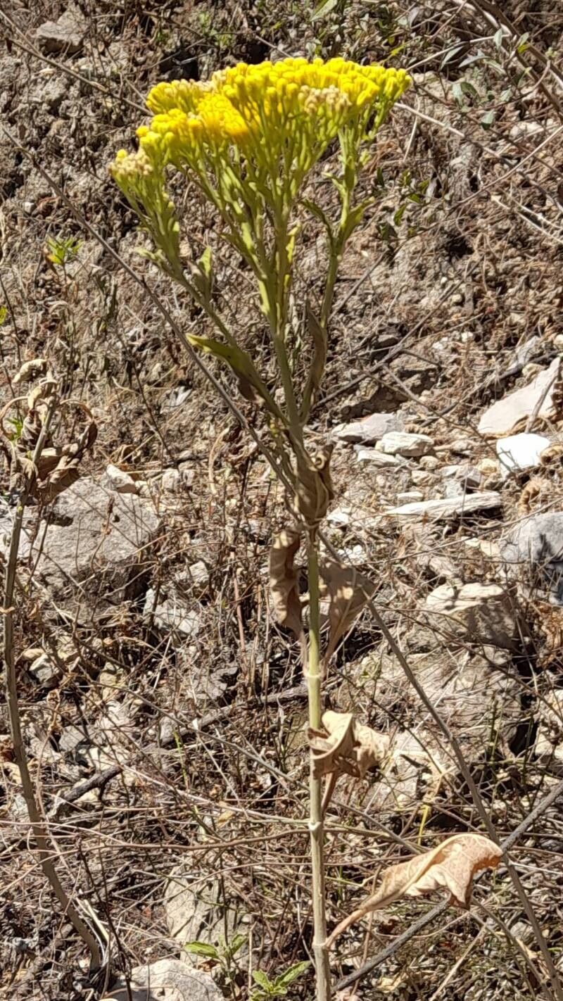 Verbesina lilloi habit