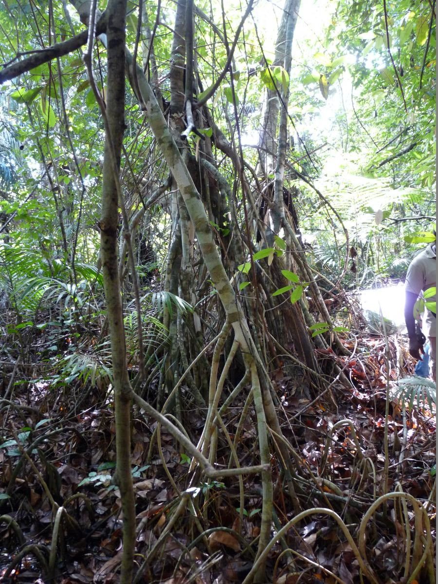 Xylopia rubescens — search result for 'Annonaceae'