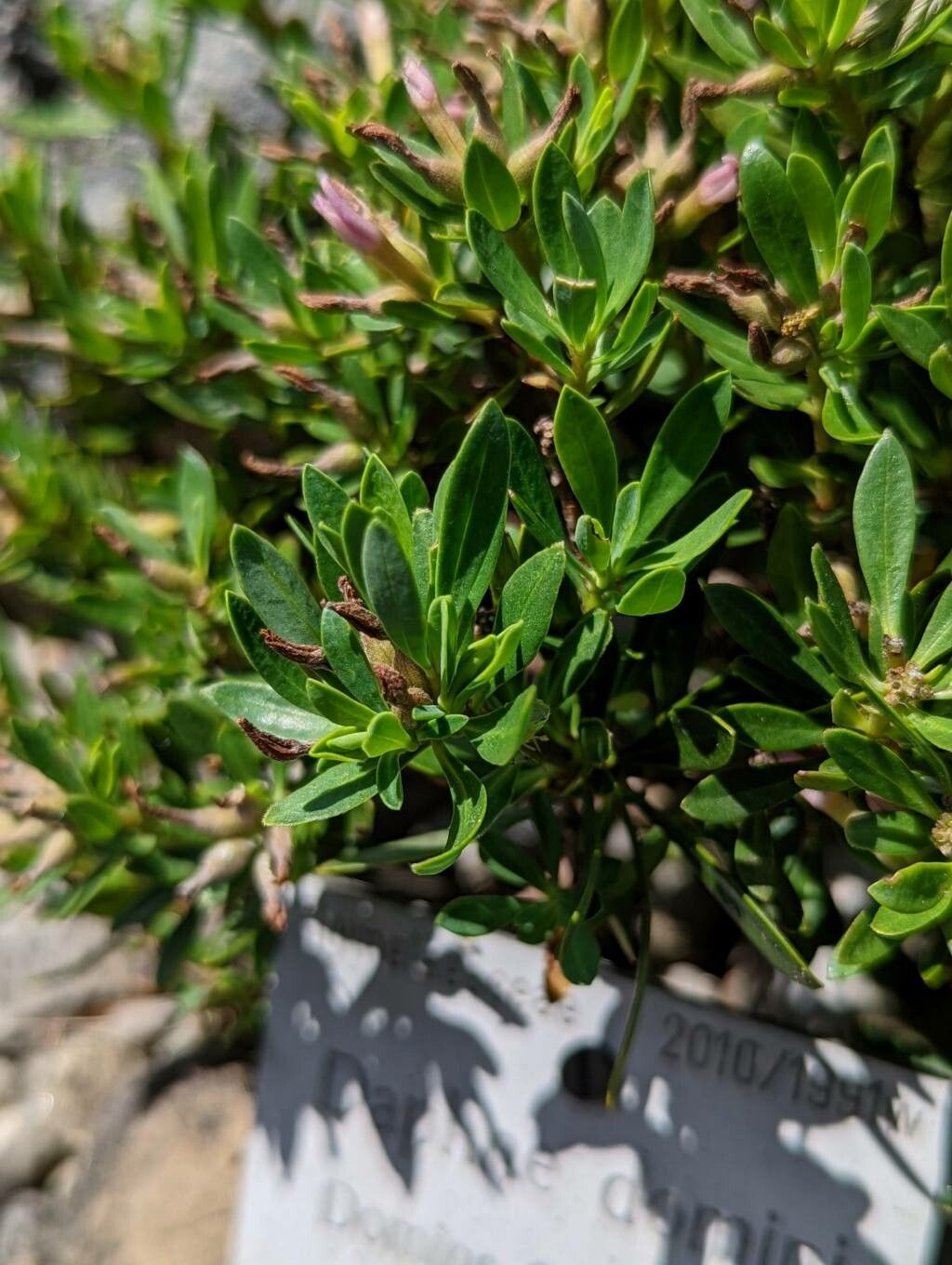 Daphne domini — search result for 'Daphne'