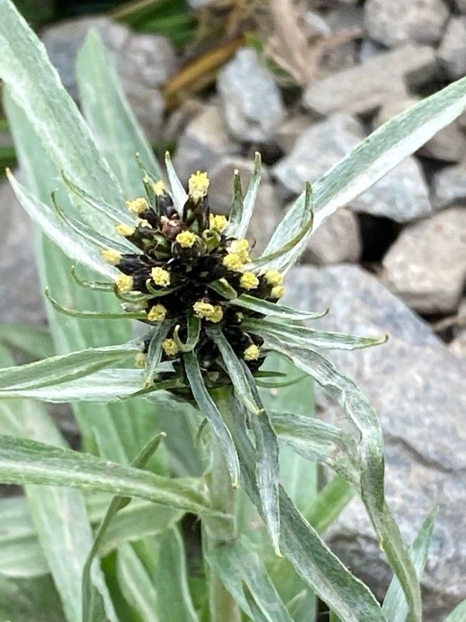 Gnaphalium norvegicum flower