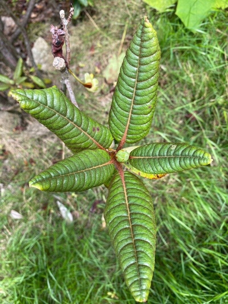 Rhododendron rugosum — houseplant care guide