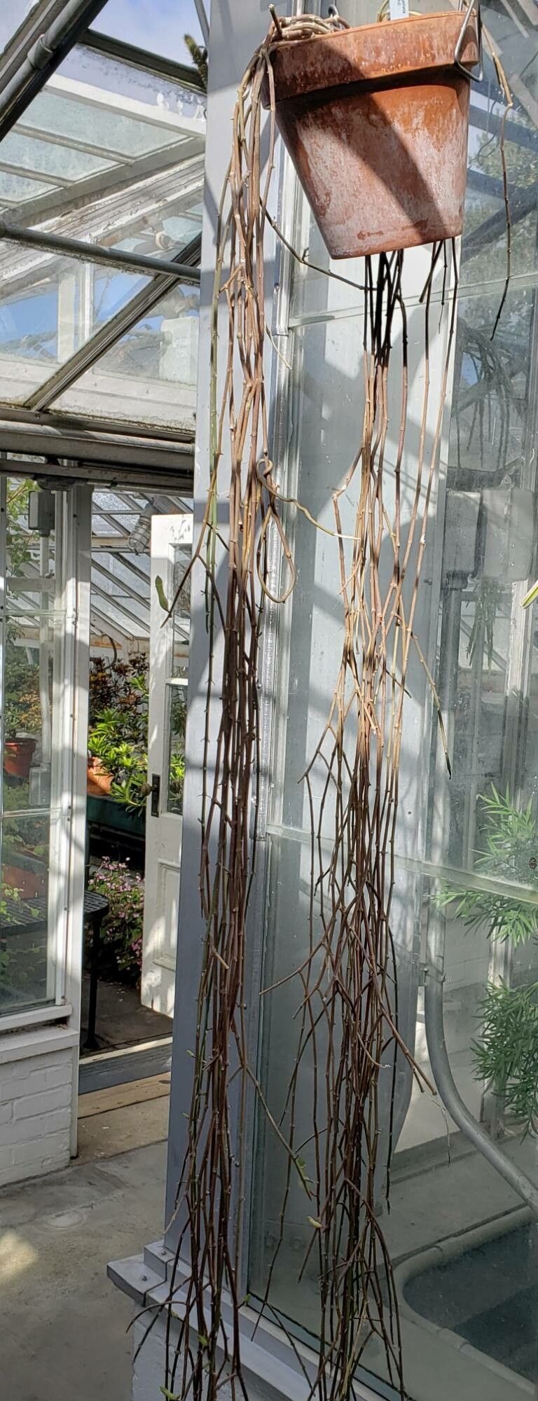 Ceropegia ampliata habit