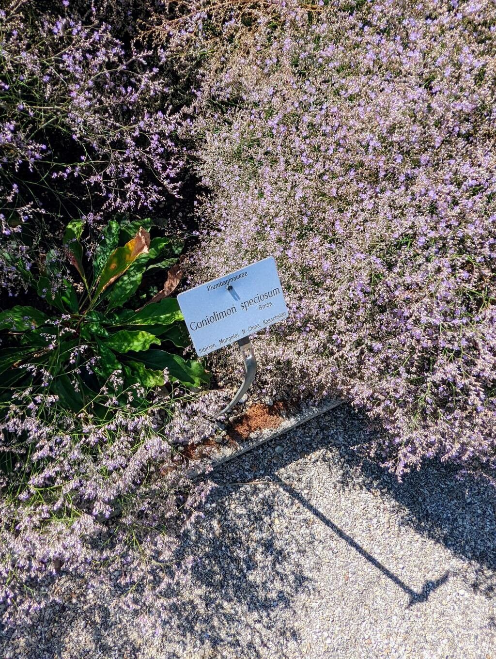 Goniolimon speciosum other