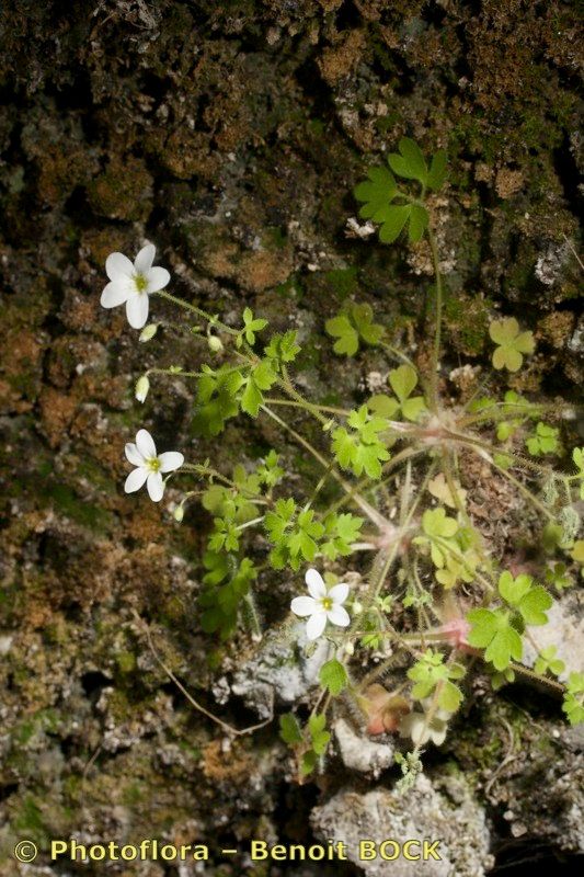 Saxifraga bourgaeana habit