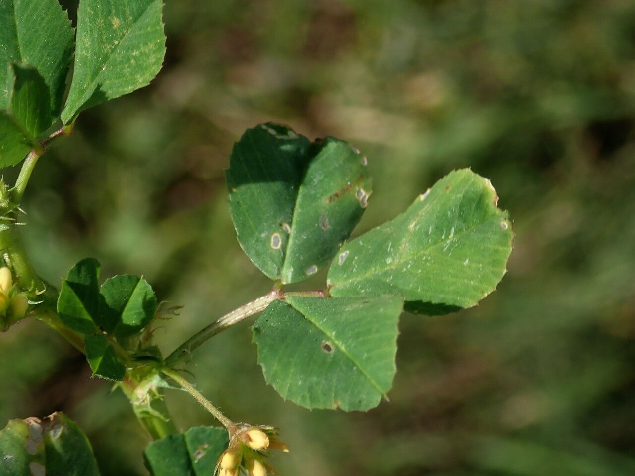 Medicago truncatula — search result for 'Arabidopsis'