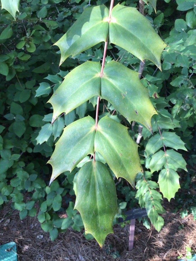 Mahonia japonica