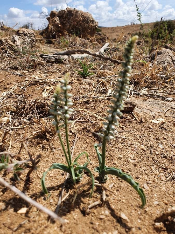 Chlorophytum silvaticum habit
