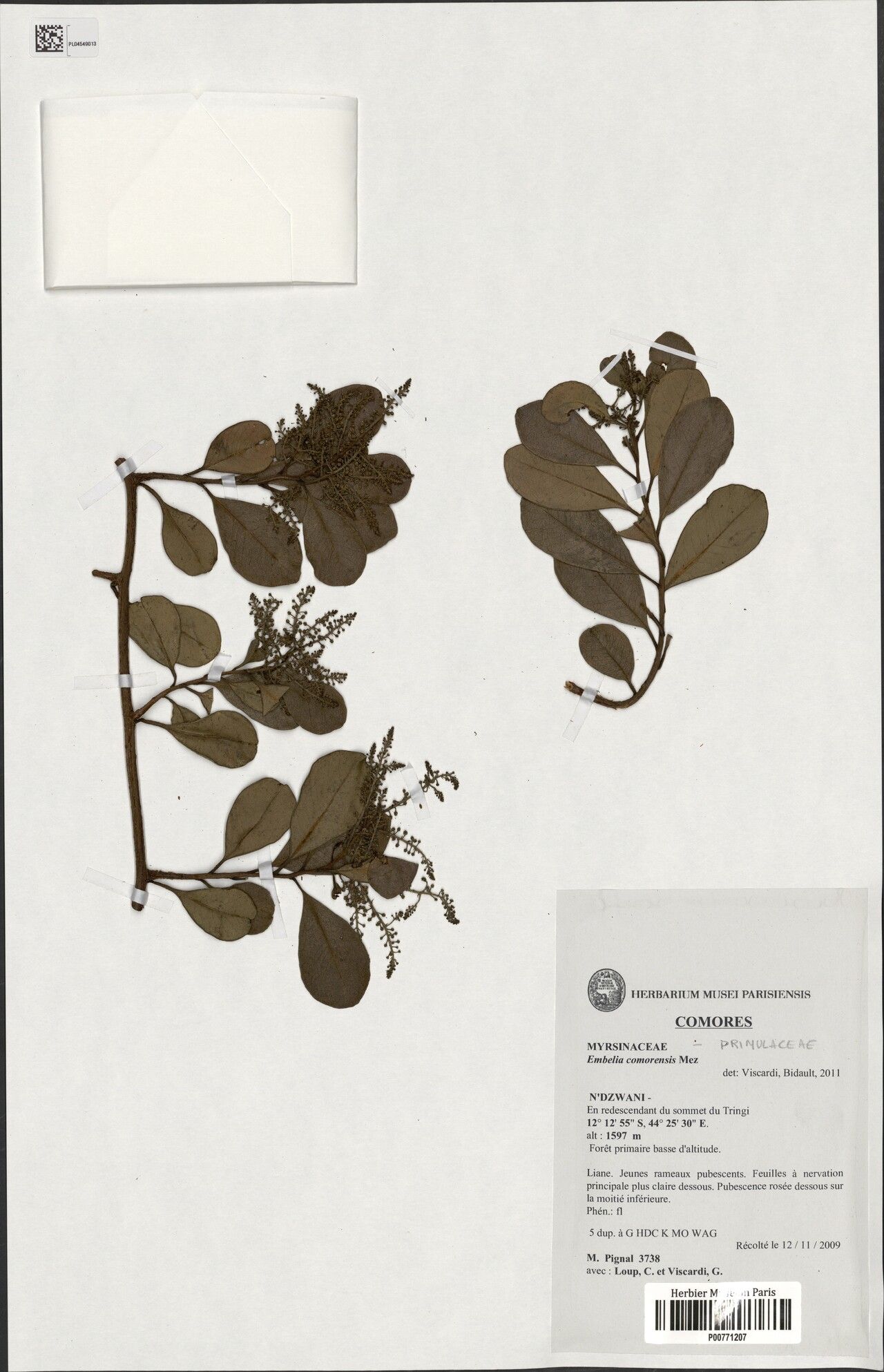 Embelia comorensis — houseplant care guide