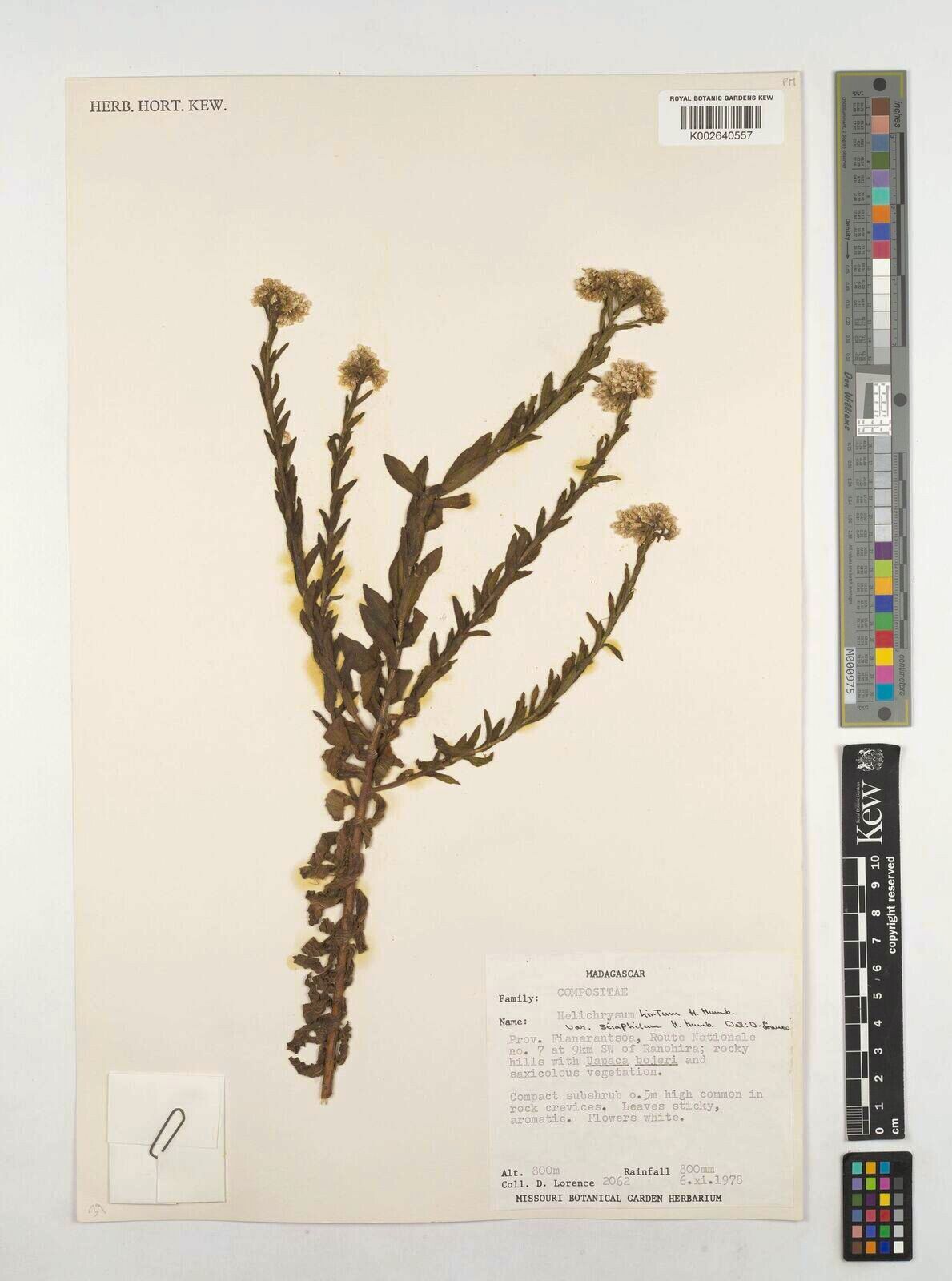 Helichrysum hirtum — houseplant care guide