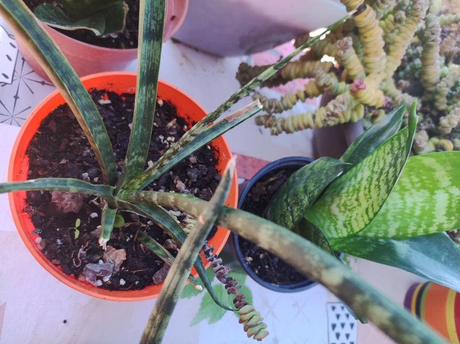 Sansevieria pearsonii flower