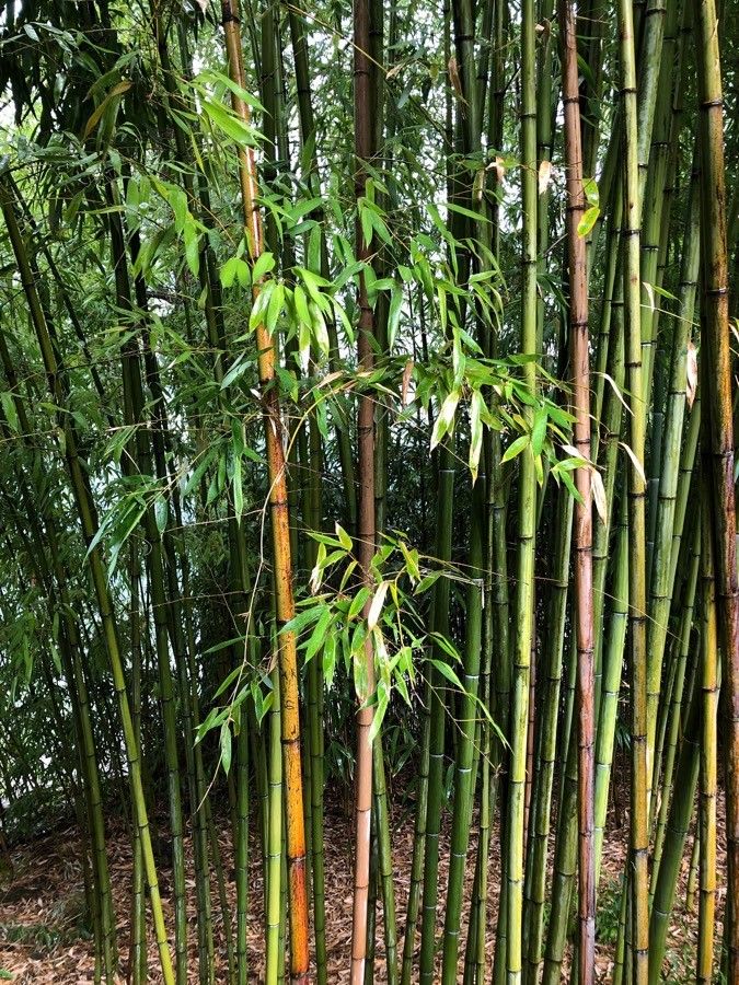 Bambusa vulgaris leaf