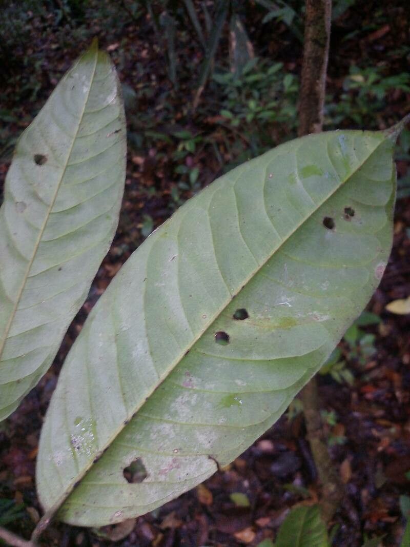 Lecythis holcogyne leaf