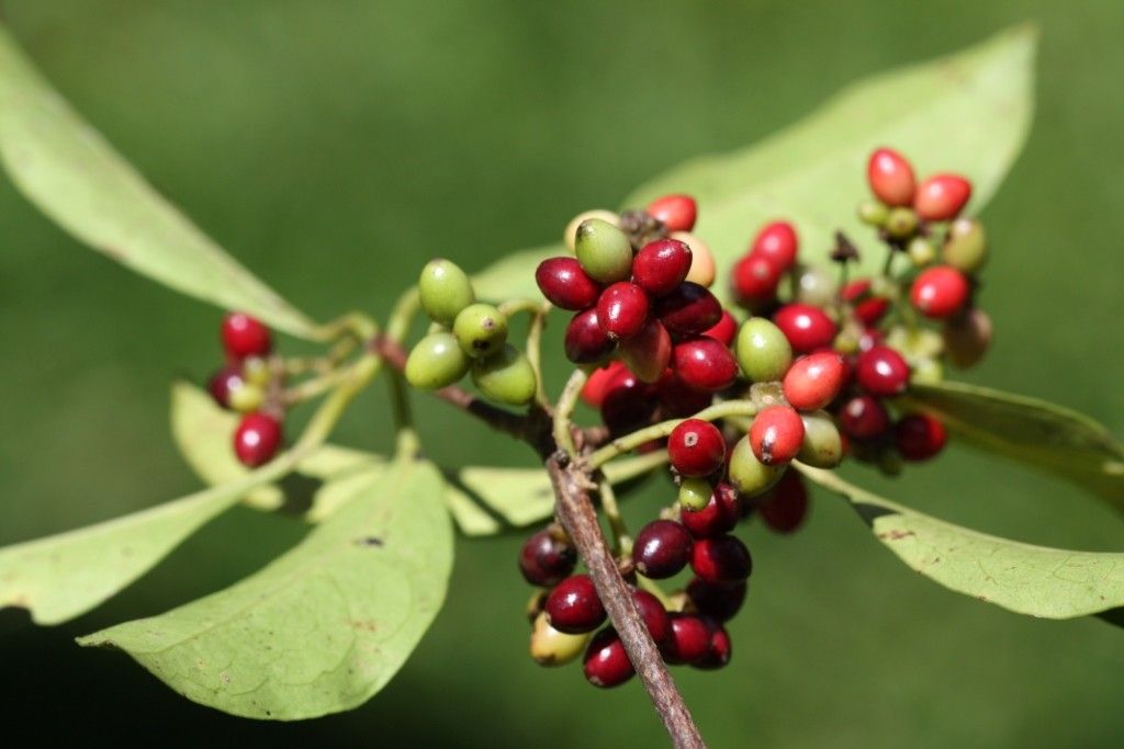 Hedycarya symplocoides fruit