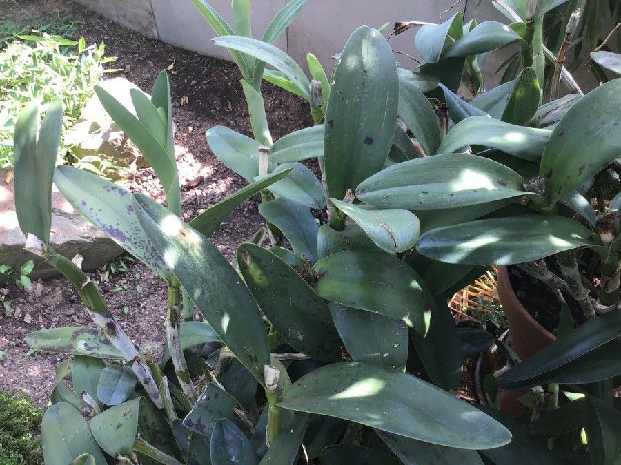 Guarianthe bowringiana leaf