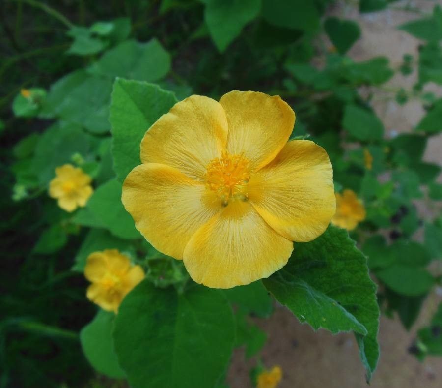 Abutilon hypoleucum — search result for 'Abutilon'