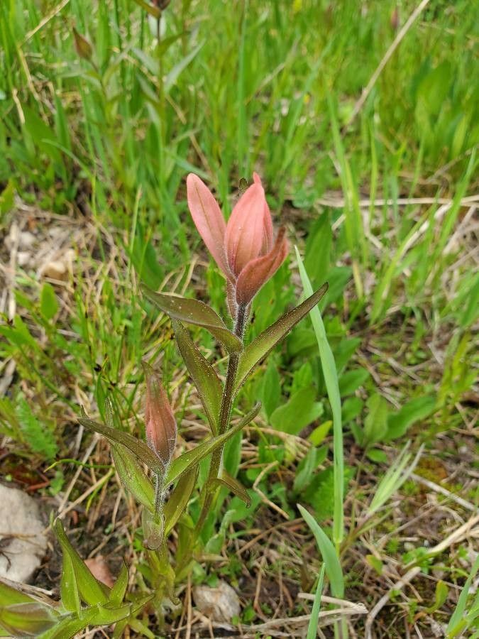 Castilleja occidentalis — search result for 'Castilleja'