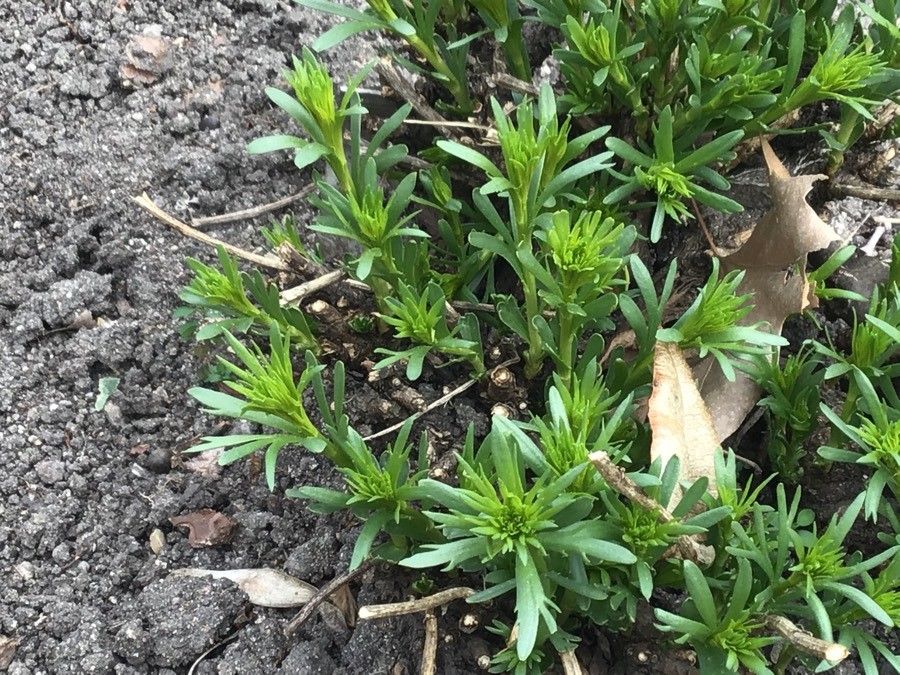 Peganum harmala — houseplant care guide