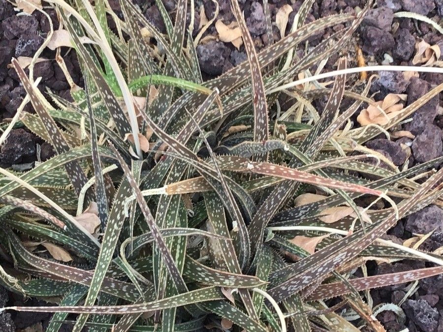 Aloe bellatula — search result for 'Aloe'